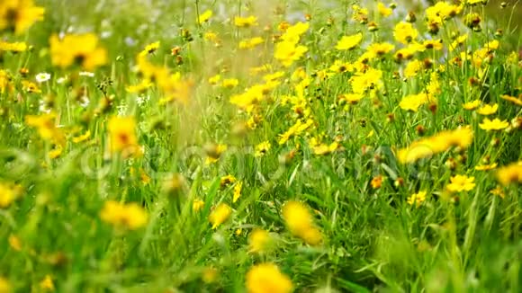田野里鲜艳的黄色花朵视频的预览图