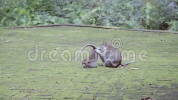 公园里绿树环绕一只长尾巴的小猴子给另一只猴子添麻烦视频的预览图