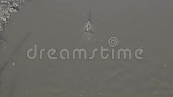 阳光明媚的日子鸭子在公园的河里洗澡俯视图视频的预览图