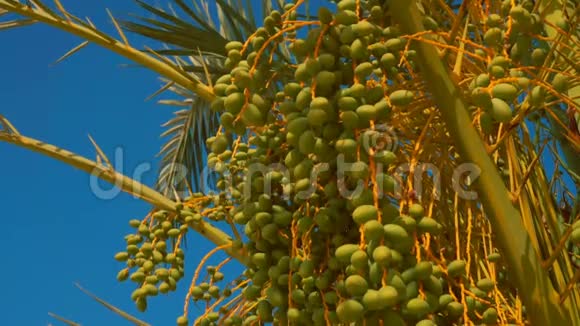 椰枣的绿色果实视频的预览图