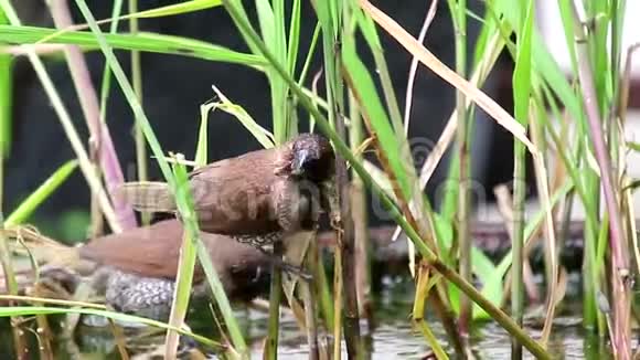 有鳞胸的芒尼亚鸟正在水浴中吃藻类视频的预览图