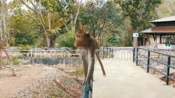 猴子在铁路上关闭视野视频的预览图