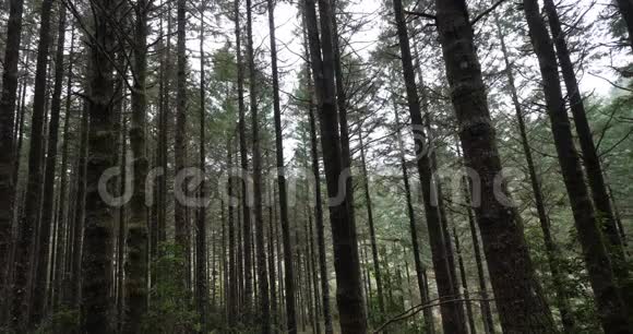 葡萄牙马德拉岛RibeiroFrio附近的森林视频的预览图