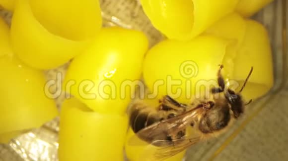 许多黄色蜂蜡用于孵化蜜蜂在框架中飞行蜜蜂视频的预览图