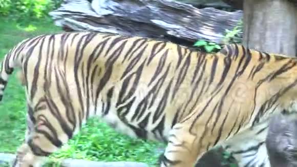 老虎走路和不关心动物园里的食物视频的预览图