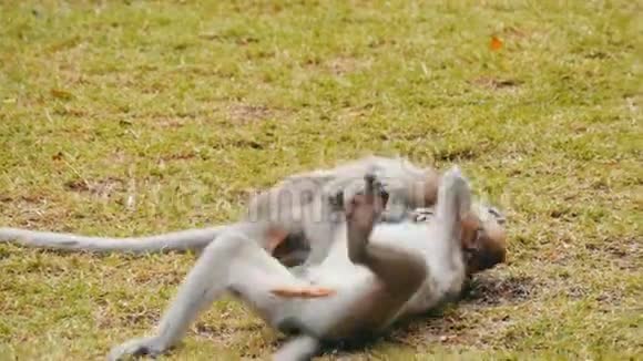 猴子在街上打架或玩耍视频的预览图