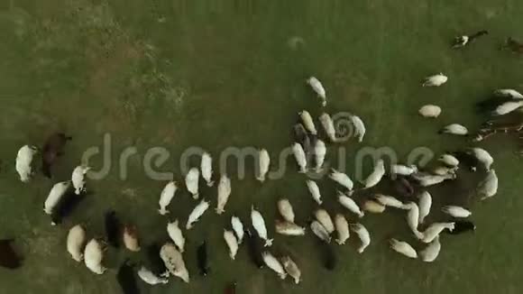 一群羊在草地上放牧视频的预览图