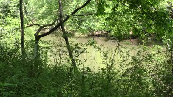 乔治亚州大溪这是从树木和灌木丛中看到的大溪上游景观视频的预览图