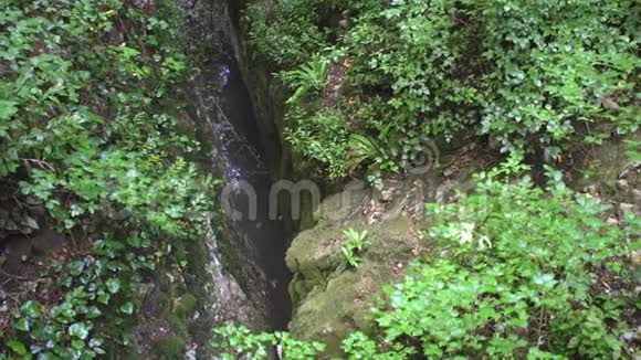 溪流青林大石峡谷视频的预览图