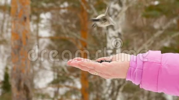 女人手中的鸟吃种子视频的预览图