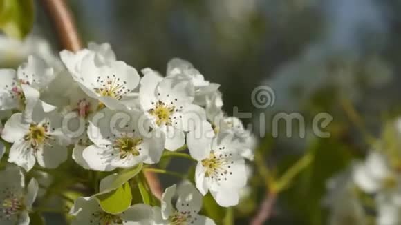 开花的树花朵的特写视频的预览图