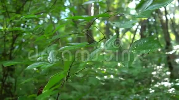 阳光与树木带镜头耀斑的野生绿林或公园移动摄像机视频的预览图