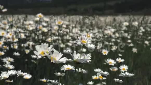 夏日自然草甸花观夏季洋甘菊田间景观洋甘菊现场夏季甘菊草甸视频的预览图