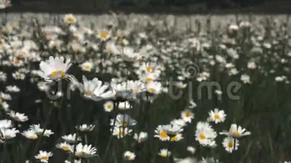 夏日自然草甸花观夏季洋甘菊田间景观洋甘菊现场夏季甘菊草甸视频的预览图