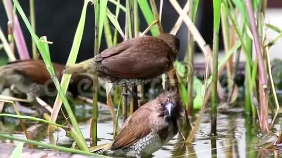 有鳞胸的芒尼亚鸟正在水浴中吃藻类视频的预览图