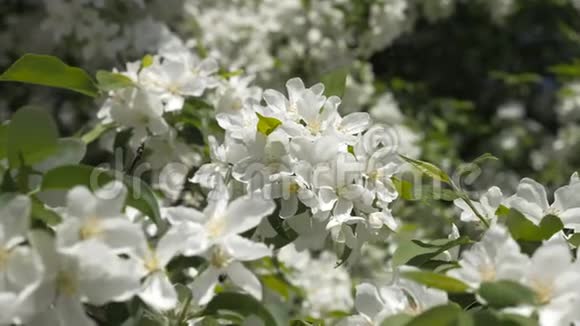 盛开的花园春天果树的枝白花特写樱桃的颜色视频的预览图