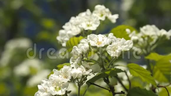 盛开的花园春天果树的枝条白花特写山楂的花序视频的预览图