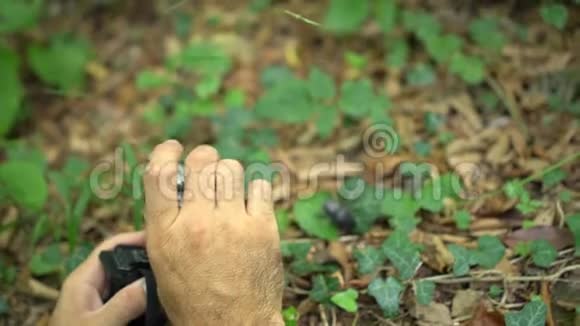 博客旅行者在绿色热带山林中用摄像机拍摄甲壳虫坐在树叶上的视频视频的预览图