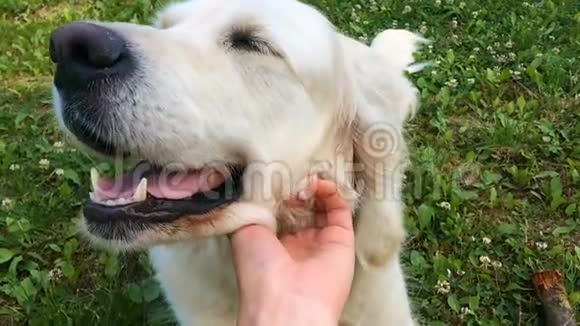 宠物的幸福生活一个男人抚摸他的狗的手滑稽面孔拉布拉多猎犬特写慢动作视频的预览图