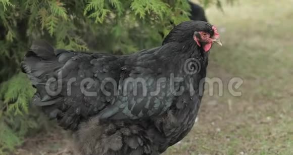 靠近树的院子里的鸡村里的黑鸡视频的预览图