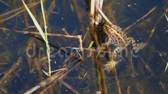 青蛙在清澈的水中咬干芦苇视频的预览图