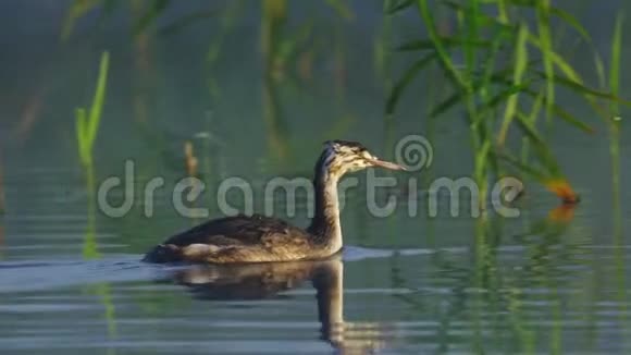 小鸟大绿头肌在夏天的清晨阳光明媚雾蒙蒙的早晨在湖上游泳视频的预览图