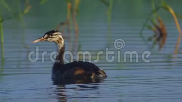 小鸟大绿头肌在夏天的清晨阳光明媚雾蒙蒙的早晨在湖上游泳视频的预览图