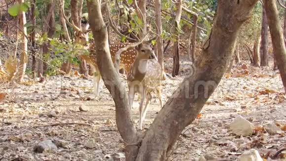 印度SasanGirGujarat森林中的头或普通的印度鹿或斑点鹿或轴鹿视频的预览图