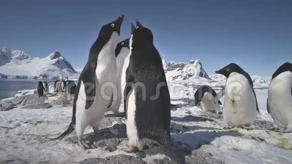 南极阿德利企鹅殖民地玩特写视频的预览图