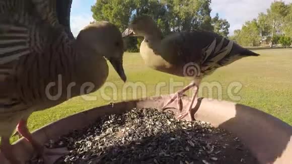 从喂鸟器中进食的白鸭视频的预览图