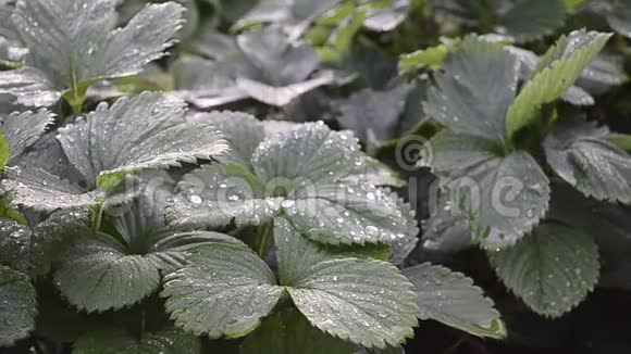 雨后的草莓丛树叶上的水滴特写视频的预览图