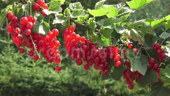 红色的醋栗挂在花园的灌木丛上视频的预览图