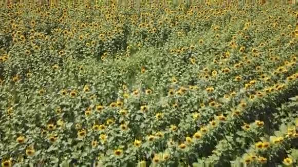 在一个成熟的绿色向日葵的大片彩色田野上飞翔的空中景色黄色的花瓣和种子排列在玫瑰花中视频的预览图