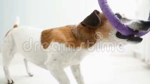 狗在玩拉玩具录像片段阳光房视频的预览图