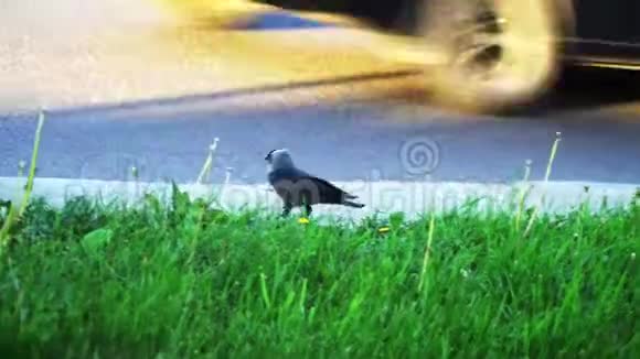 一只乌鸦走在路边鸟儿靠近人们危险很大视频的预览图