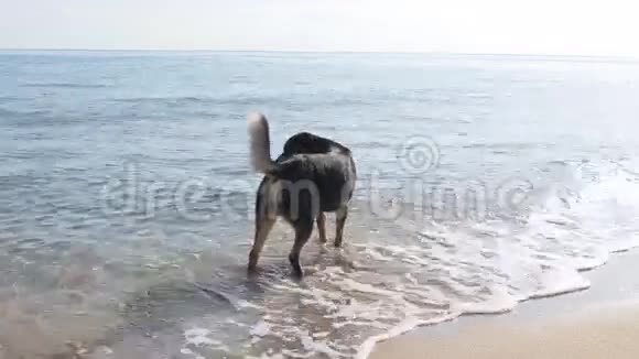 在海滩上慢动作的狗视频的预览图