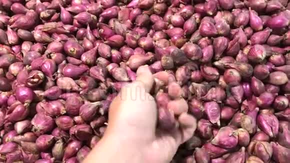 食品市场新鲜有机健康红蒜大蒜蔬菜关闭4K录像手工选择大蒜视频的预览图