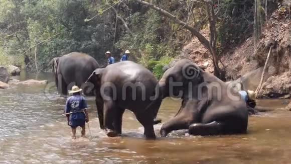 泰国清迈2019年3月24日泰国清迈的大象在河中和马豪一起洗澡视频的预览图
