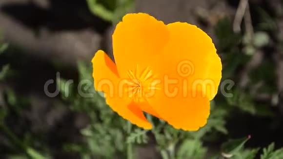 黄色美丽的花在花园里随风摆动特写视频的预览图