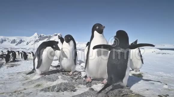 南极阿德利企鹅组玩特写视频的预览图