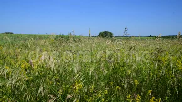 俄罗斯欧洲地区的野燕麦草甸视频的预览图