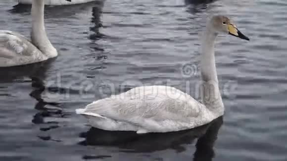天鹅一家漂浮在纯净的水湖里美丽的幼天鹅在池塘4k视频的预览图