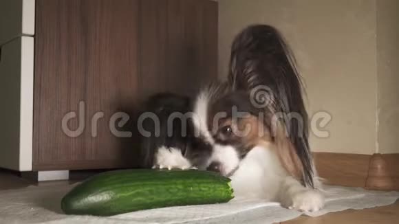 狗狗狗狗狗吃新鲜的绿色黄瓜胃口录像视频的预览图