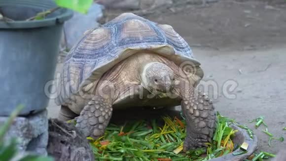 一只巨龟吃新鲜蔬菜打嗝视频的预览图