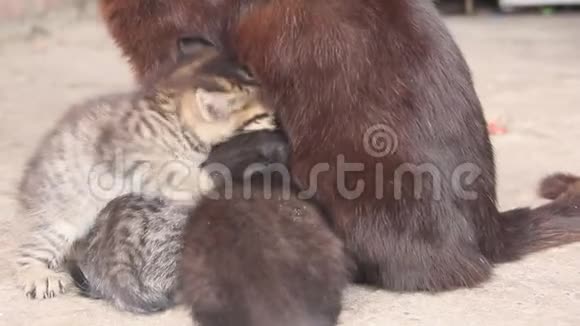 小猫吸母猫的奶视频的预览图