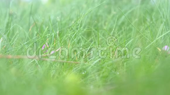 草地上绿草如茵在狂野的大自然中随风摇曳视频的预览图