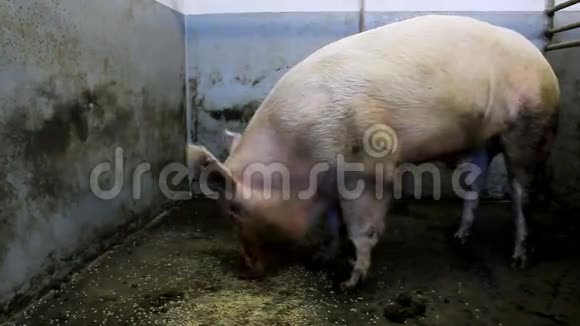 笔中的大型养殖生猪视频的预览图