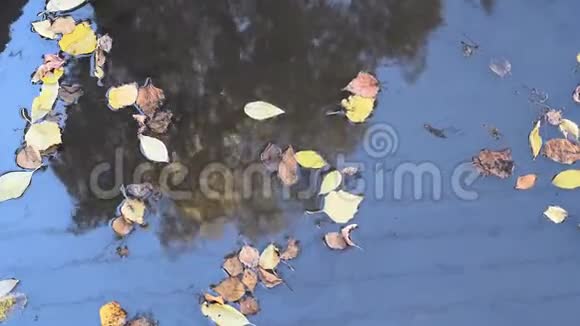 秋日阳光明媚在白桦树的游泳池里倒映着黄丝树视频的预览图
