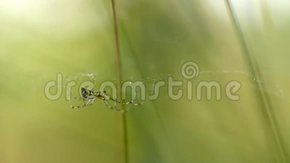春天森林里的野生蜘蛛视频的预览图
