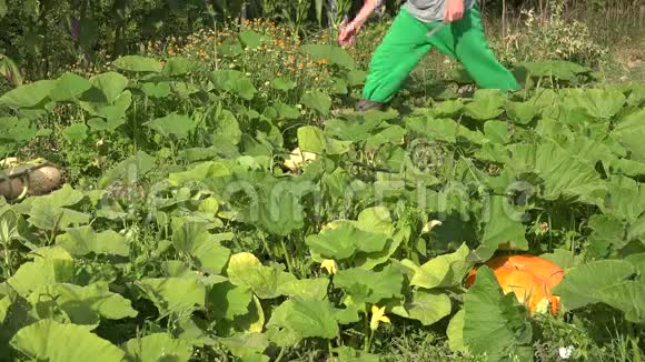 有机农人在农田里切熟的西葫芦蔬菜4K视频的预览图